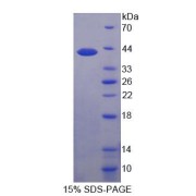 SDS-PAGE analysis of Human PIM3 Protein.