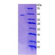 SDS-PAGE analysis of Human RAD51 Protein.