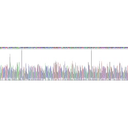 Human Matrix Remodelling Associated Protein 5 (MXRA5) Protein