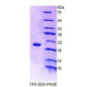 SDS-PAGE analysis of Mouse CREG1 Protein.