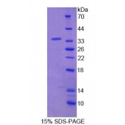 SDS-PAGE analysis of Human NASP Protein.