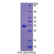 SDS-PAGE analysis of Human IHH Protein.