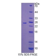 abx650879