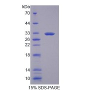 SDS-PAGE analysis of Human GBP3 Protein.