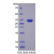 SDS-PAGE analysis of Human GBP2 Protein.