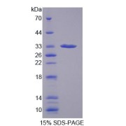 SDS-PAGE analysis of Human GBP1 Protein.