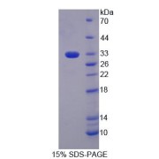 SDS-PAGE analysis of Mouse PGM3 Protein.