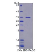 SDS-PAGE analysis of Mouse XYLT1 Protein.