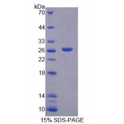 SDS-PAGE analysis of Mouse BAG1 Protein.