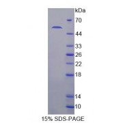 SDS-PAGE analysis of Rat KL Protein.