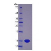 SDS-PAGE analysis of Pig MSTN Protein.