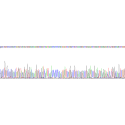Human Lipolysis Stimulated Lipoprotein Receptor (LSR) Protein