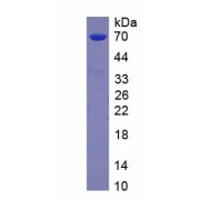 SDS-PAGE analysis of recombinant Human LSR Protein.