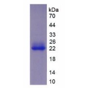 SDS-PAGE analysis of recombinant Rabbit IL10 Protein.