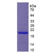 SDS-PAGE analysis of Monkey VEGFA Protein.