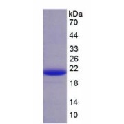 SDS-PAGE analysis of recombinant Pig Muellerian-Inhibiting Factor Protein.