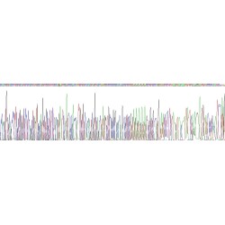 Synaptosomal Associated Protein 25 kDa (SNAP25) Protein