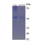 SDS-PAGE analysis of Growth Hormone Protein (OVA).