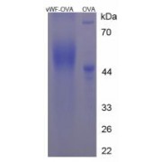 SDS-PAGE analysis of Von Willebrand Factor Protein (OVA).