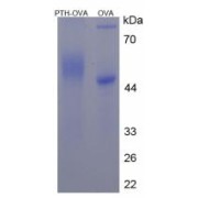 SDS-PAGE analysis of Parathyroid Hormone Protein (OVA).