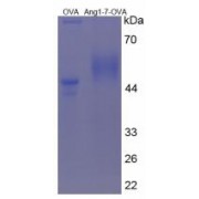SDS-PAGE analysis of Angiotensin 1-7 Peptide (OVA).