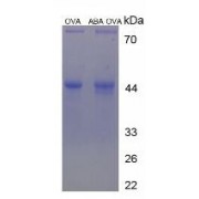 SDS-PAGE analysis of Abscisic Acid (OVA).