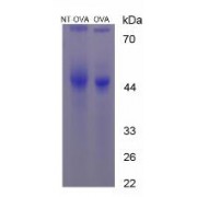 SDS-PAGE analysis of Nitrotyrosine Protein (OVA).