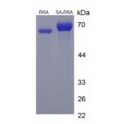 SDS-PAGE analysis of Sorbic Acid (BSA).