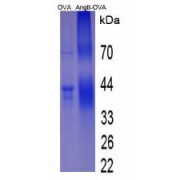SDS-PAGE analysis of Angiotensin II Protein (OVA).