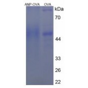 SDS-PAGE analysis of Atrial Natriuretic Peptide Protein (OVA).
