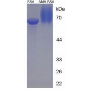 SDS-PAGE analysis of Muellerian-Inhibiting Factor Protein (BSA).