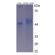 SDS-PAGE analysis of Urocortin Protein (OVA).
