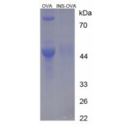 SDS-PAGE analysis of Insulin Protein (OVA).