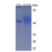SDS-PAGE analysis of Osteocalcin Protein (OVA).
