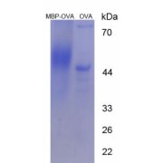 SDS-PAGE analysis of Myelin Basic Protein Protein (OVA).