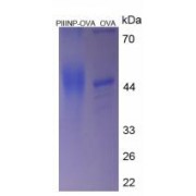 SDS-PAGE analysis of PIIINP Protein (OVA).