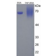 SDS-PAGE analysis of Trypsinogen Activation Peptide Protein (BSA).