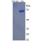 SDS-PAGE analysis of Islet Amyloid Polypeptide Protein (BSA).