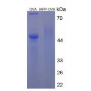 SDS-PAGE analysis of Islet Amyloid Polypeptide Protein (OVA).