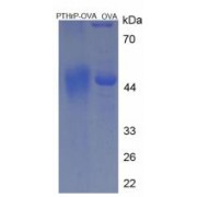 SDS-PAGE analysis of Parathyroid Hormone Related Protein Protein (OVA).