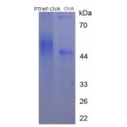 SDS-PAGE analysis of Parathyroid Hormone Related Protein Protein (OVA).