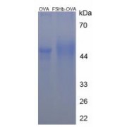 SDS-PAGE analysis of Corticotropin Releasing Hormone Protein (OVA).