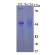 SDS-PAGE analysis of Corticotropin Releasing Hormone Protein (OVA).