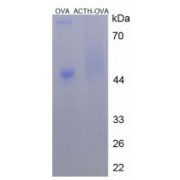 SDS-PAGE analysis of Adrenocorticotropic Hormone Protein (OVA).
