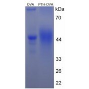 SDS-PAGE analysis of Parathyroid Hormone Protein (OVA).