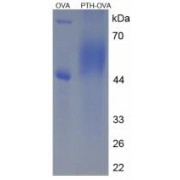 SDS-PAGE analysis of Parathyroid Hormone Protein (OVA).