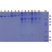SDS-PAGE analysis of (1) 4 µg BSA, (2) 2 µg BSA, (3) 1 µg BSA, (4) 8 µg HVD3-BSA, (5) 4 µg HVD3-BSA, (6) 2 µg HVD3-BSA, (7) 4 µg OVA, (8) 2 µg OVA, (9) 1 µg OVA, (10) 4 µg HVD3-OVA, (11) 2 µg HVD3-OVA, (12) 1 µg HVD3-OVA, and (13) Ladder/Marker. As HVD3 is a small molecule with a very low molecular weight, there is very little difference between the bands of the carrier protein and the conjugated product. The PAGE shows that the conjugation of HVD3 to the carrier protein was successful.