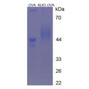SDS-PAGE analysis of Kallikrein 1 Protein (OVA).