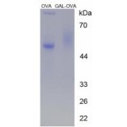 SDS-PAGE analysis of Galanin Protein (OVA).