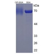 SDS-PAGE analysis of Opiorphin Protein (BSA).